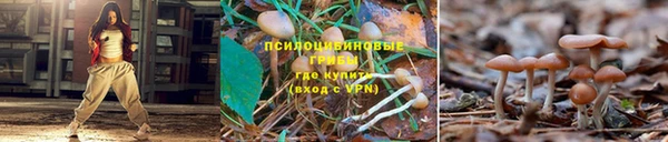 PSILOCYBIN Бронницы